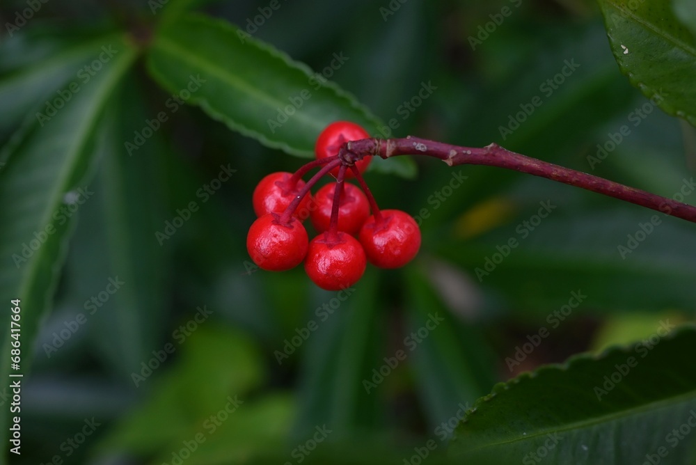 Wall mural Coral bush ( Ardisia crenata ) berries. Primulaceae evergreen shrub.
Berries ripen bright red in winter.
