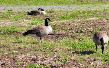 country goose on a meadow