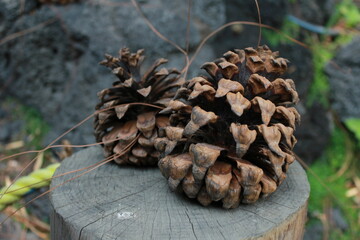 Pine cones in a forest (close-up)