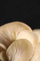 Fresh oyster mushrooms on black background, macro view