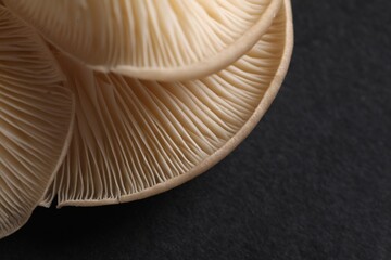 Fresh oyster mushrooms on black background, macro view