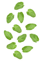 Fresh mint leaves falling on white background