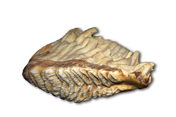 Elephant molars isolated on white