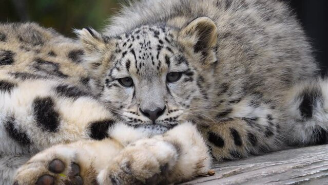 A female and baby snow leopards resting together on a rock 