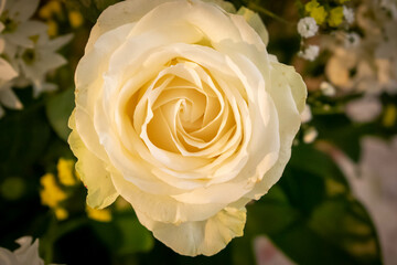 yellow rose closeup