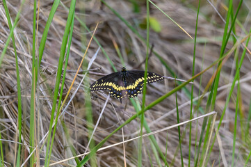 An Eastern Black Swallowtail Butterfly at Tawas Point State Park, in East Tawas, Michigan.