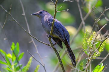 A gray catbird perches in a tree at Tawas Point State Park, in East Tawas, Michigan.
