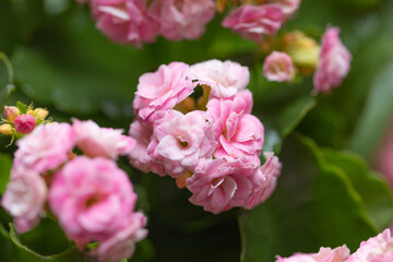 pink and white flowers