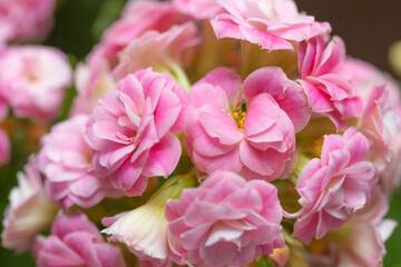 pink and white flowers