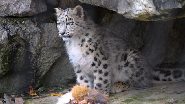 A baby snow leopard sitting on a rock 