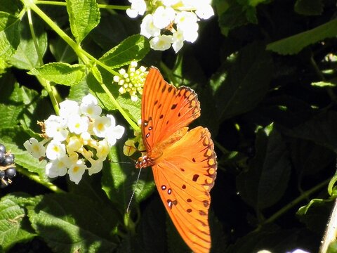 butterfly on flower