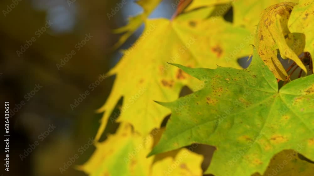 Poster yellow maple leaves on the tree swaying with the wind - close up