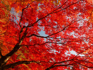 紅葉　風景
