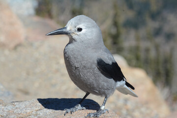 Sunny closeup of a Clark's nutcracker songbird standing on a cliff.