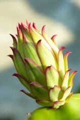 Fototapeta premium Dragon fruit flower, a cactus that produces flowers and fruit. Young flower buds began to appear on the green cactus branches. Super red type of Red Dragon Fruit.