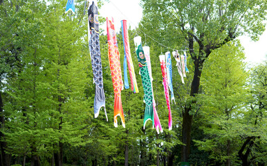 木に高く吊るしている鯉のぼり/ Carp streamers hanging high in the trees