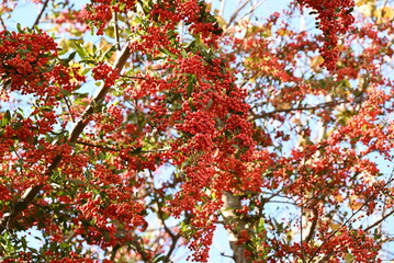 Firethorn ( Pyracantha coccinea ) berries. Rosaceae evergreen shrub. Flowers bloom in spring and the berries ripen red from late fall to winter.