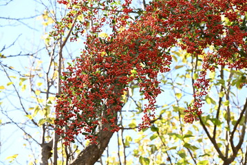 Firethorn ( Pyracantha coccinea ) berries. Rosaceae evergreen shrub. Flowers bloom in spring and the berries ripen red from late fall to winter.