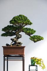 two bonsai trees high and low against white background with copy space