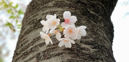 활짝 핀 아름다운 봄의 꽃, 하얀 벚꽃 - cherry blossoms - obrazy, fototapety, plakaty