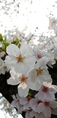 활짝 핀 아름다운 봄의 꽃, 하얀 벚꽃 - cherry blossoms
