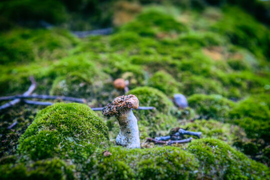 Wild mushroom on a forest floor