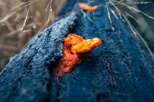 Wild mushroom on a forest floor