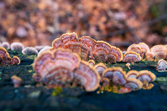 Wild mushroom on a forest floor