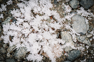 Ice crystals built up on bushes in Western British Columbia, near Whistler BC, flows through winter forest crusted in ice and snow. Snow covered gravel back road.