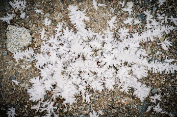 Ice crystals built up on bushes in Western British Columbia, near Whistler BC, flows through winter forest crusted in ice and snow. Snow covered gravel back road.