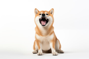 Shiba Inu dog sitting and raising its front paws in a playful gesture with a wide open mouthed smile and bright