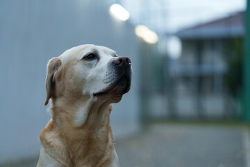 ラブラドールレトリバー　大型犬 labradorretriever 