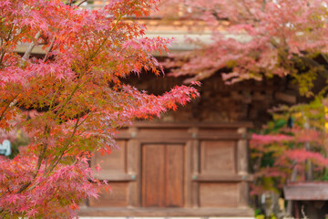 日本の寺 Japanese Temples 紅葉　leaves changing color