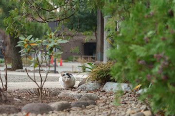何かを狙う猫 cat