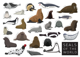 Seals of the World Set Cartoon Vector Character