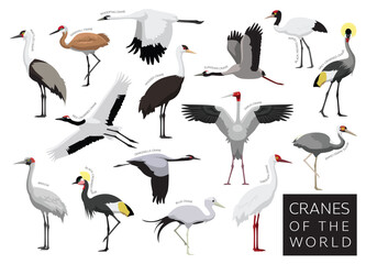 Birds Cranes of the World Set Cartoon Vector Character