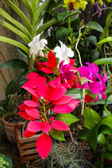 Flowers at Kings Botanical Garden in Peradeniya, Kandy, Sri-Lanka.