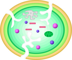血小板　構造　イラスト