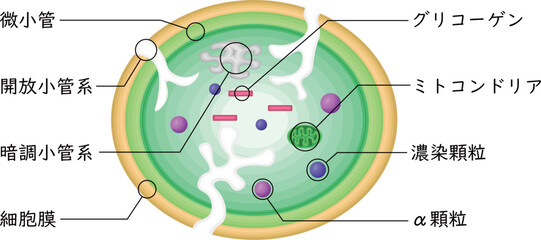 血小板　構造　イラスト　日本語