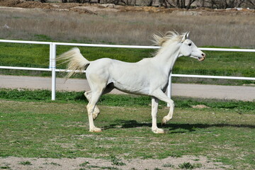 Arabian horses, running horses, magnificent horses in different landscapes.