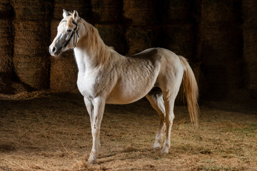Obraz na płótnie Canvas Arabian horses, running horses, magnificent horses in different landscapes.