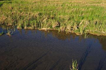 Wild rice seeds and wetland water create a beautiful texture