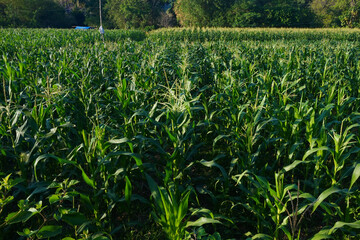 the corn fields are still green