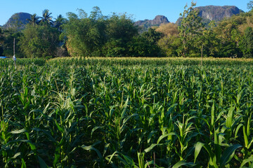 the corn fields are still green