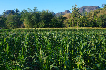 the corn fields are still green