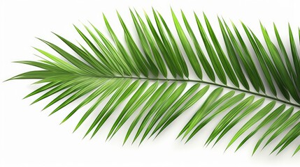 Clear tropics green palm foliage cut out white background 3d rendering, Generative AI  - obrazy, fototapety, plakaty