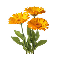 Calendula flowers isolated on transparent background