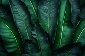 Tropical banana leaf texture, large palm foliage natural dark green background