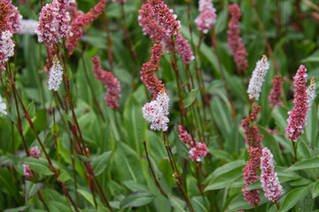 Pink and White Flowers in the Garden
