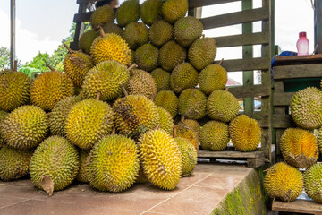 Group of durian fruits at local market. Asian fruit with intense aromas. Fresh durian fruit.